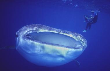 Snorkelling with Whale Sharks